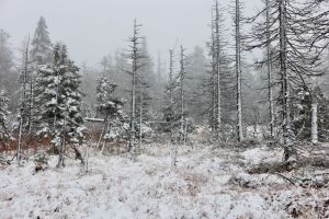 Schnee im Oberharz - Wetter