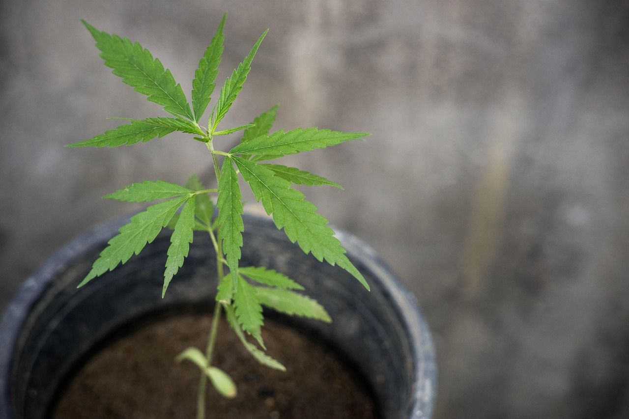 Cannabis Stecklinge