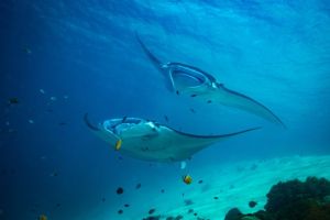 Schnellster Schwimmroboter der Welt: Forschungsteam lässt sich von Mantarochen inspirieren