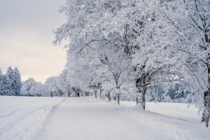 snow, landscape, trees