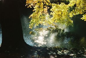 Sonnenbeschienene Herbstblätter Spiegeln Sich Im Ruhigen See