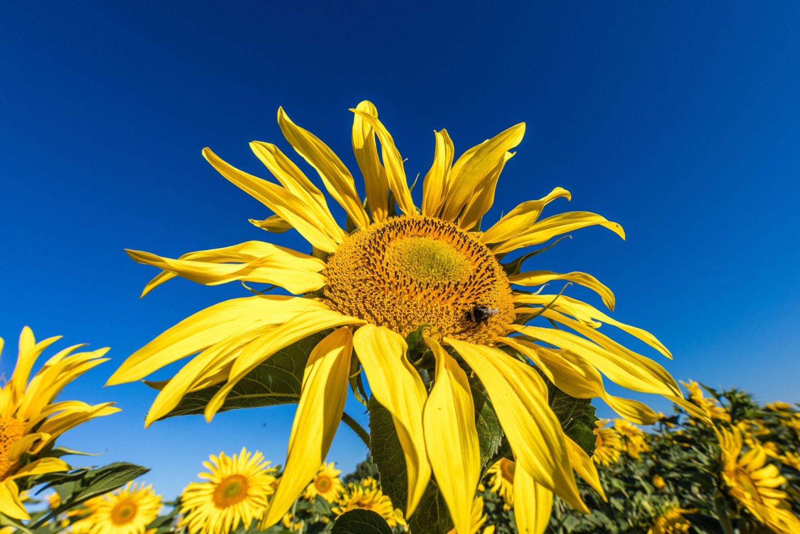Sonnenblumen auf einem Feld