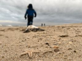 Sturm spült große Mengen Seesterne auf Sylter Strand