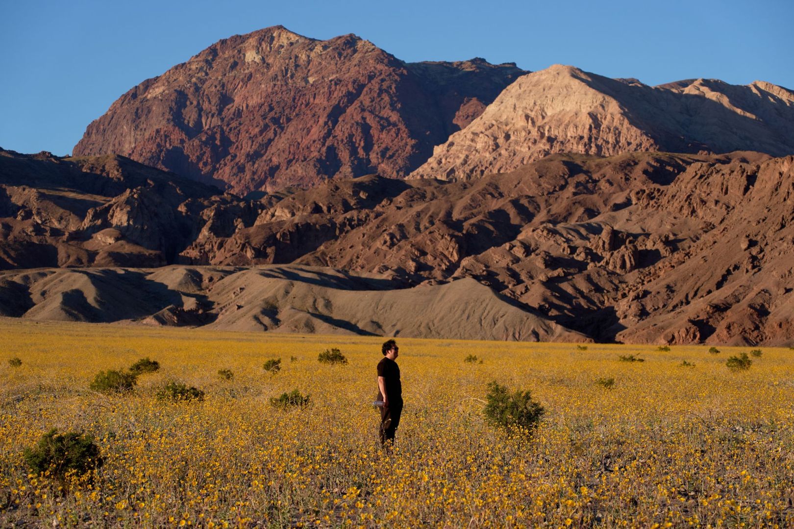 Superblüte im Death Valley