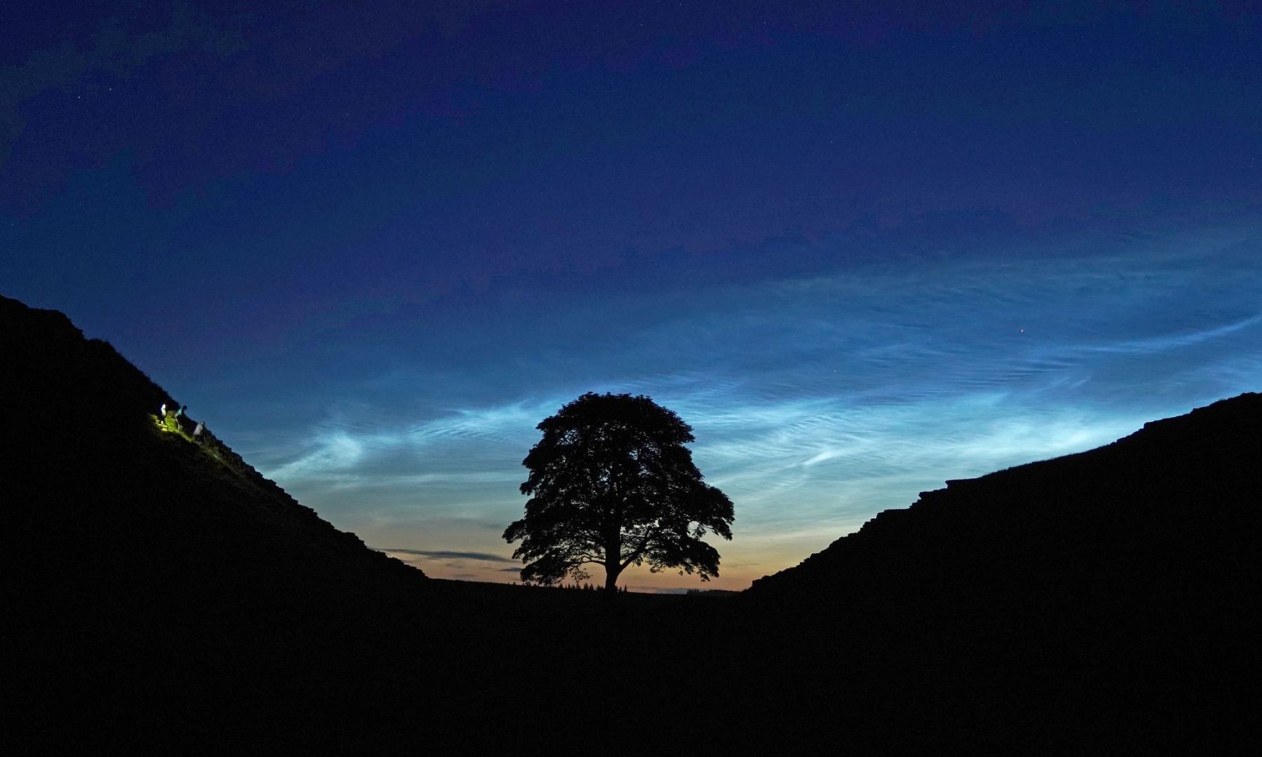 Sycamore Gap Tree