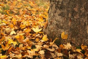 the bark, tree, autumn