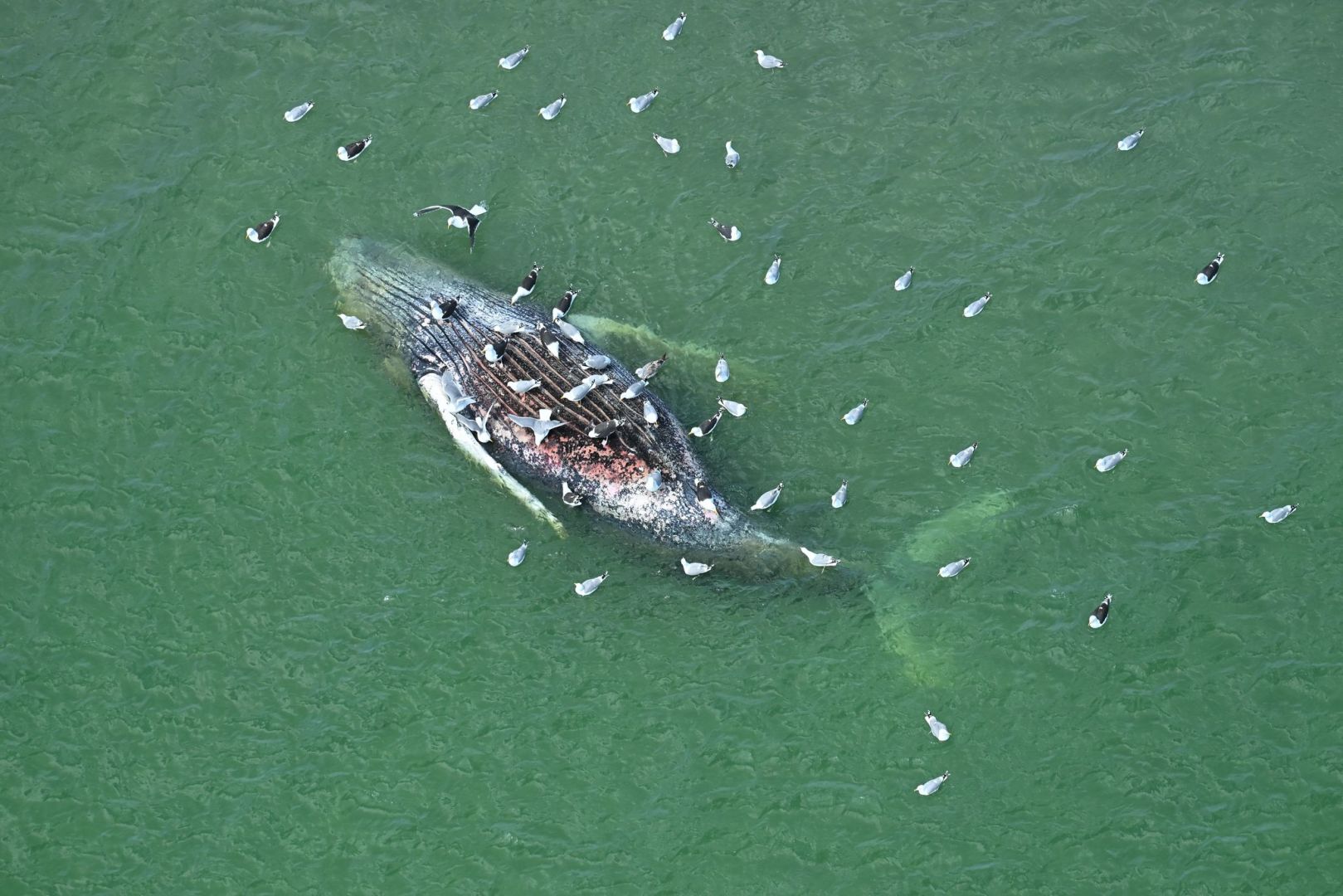 Toter Wal vor dänischer Insel Anholt entdeckt
