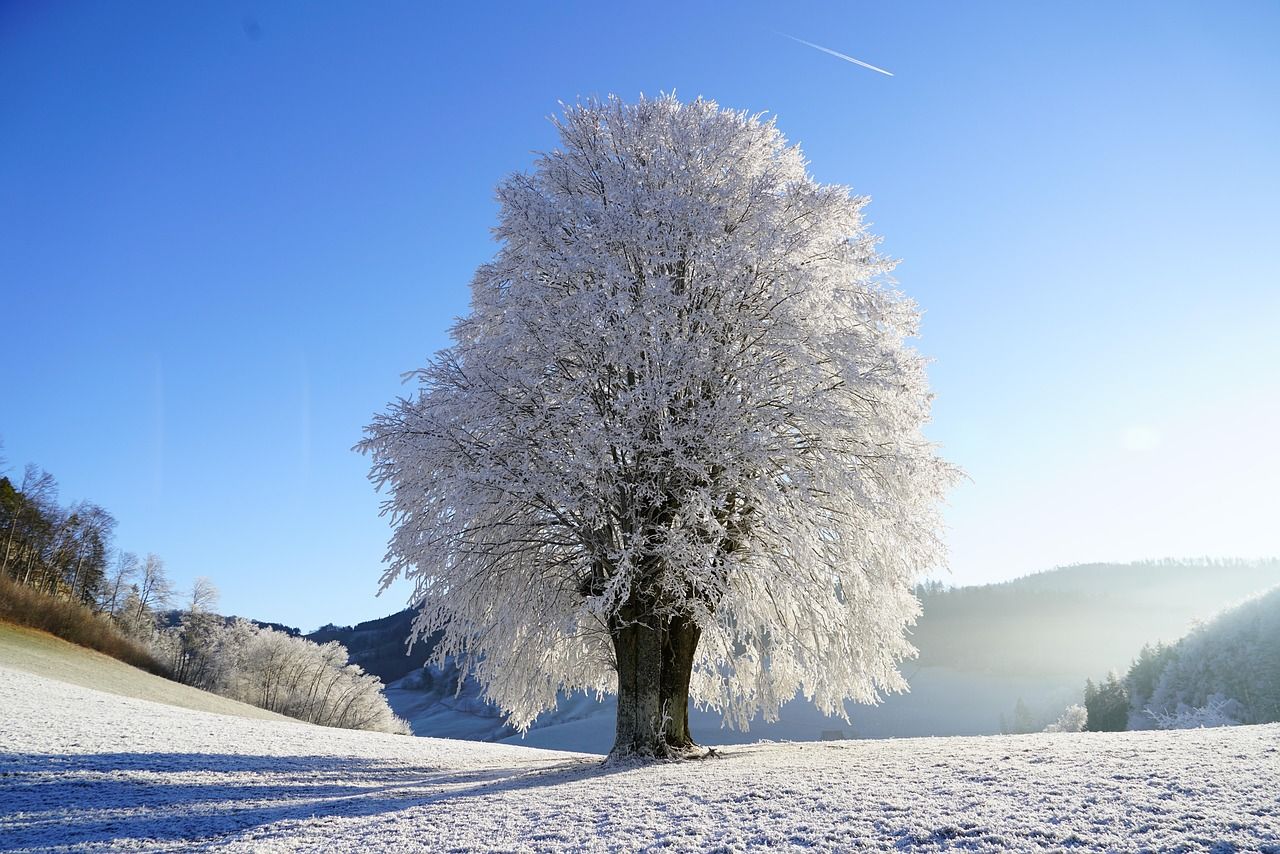 tree, winter landscape, hoarfrost, branch, icy, crystal formation, snowy, ice crystals, frozen, winter, ice cream, cold, frost, ripe, nature, landscape, idyll, idyllic, leutschenberg, schoenthal, solitary tree, single tree, single, frosty, winter impressi