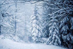 trees, forest, snow