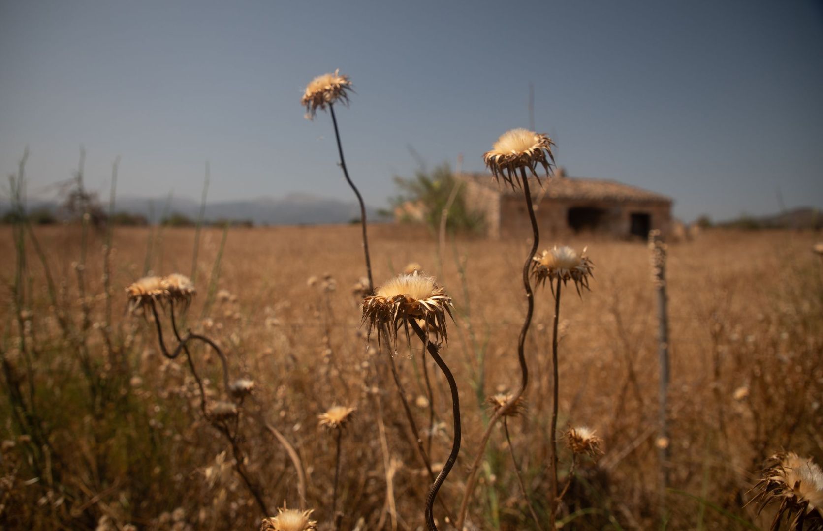 Trockene Felder auf Mallorca