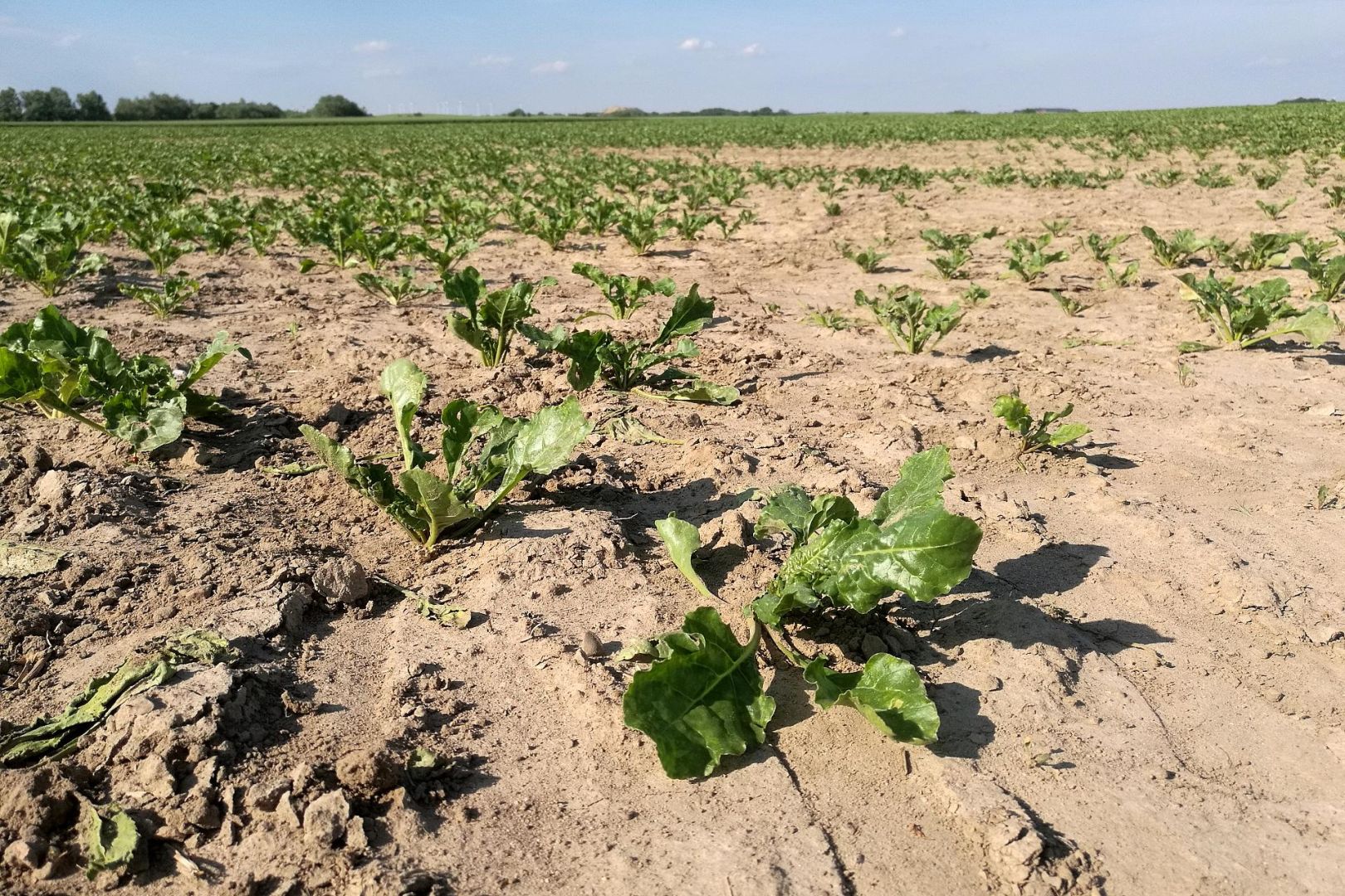 Trockenes Salatfeld (Archiv)