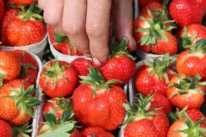 Umfrage zu Früchten und Beeren
