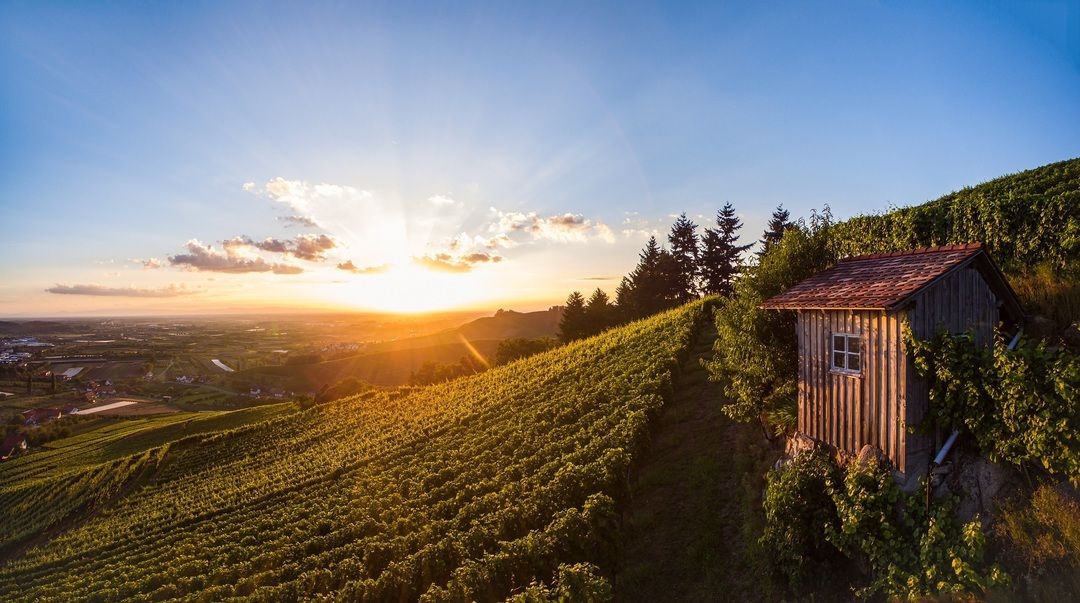 Veranstaltungen entlang der Badischen Weinstraße machen Rebhisli zum Erlebnisort