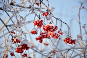 viburnum, red berries, fruit