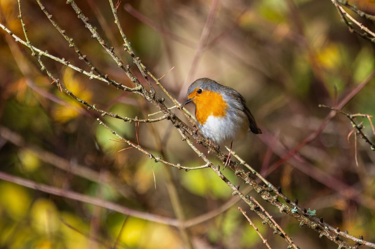 vogel, robin, gefieder, singvogel, vogelkunde, tierwelt, rotkehlchen, frühling, vogelbeobachtung, natur