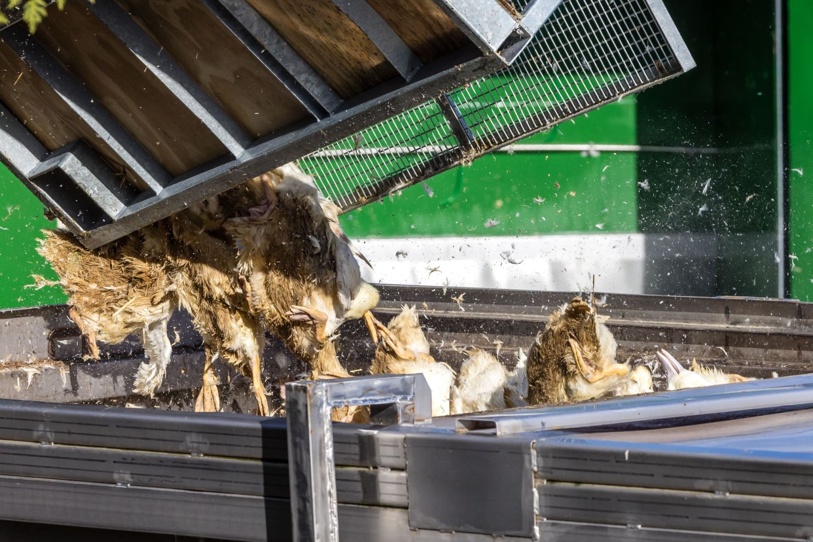 Vogelgrippe - Neuhardenberg