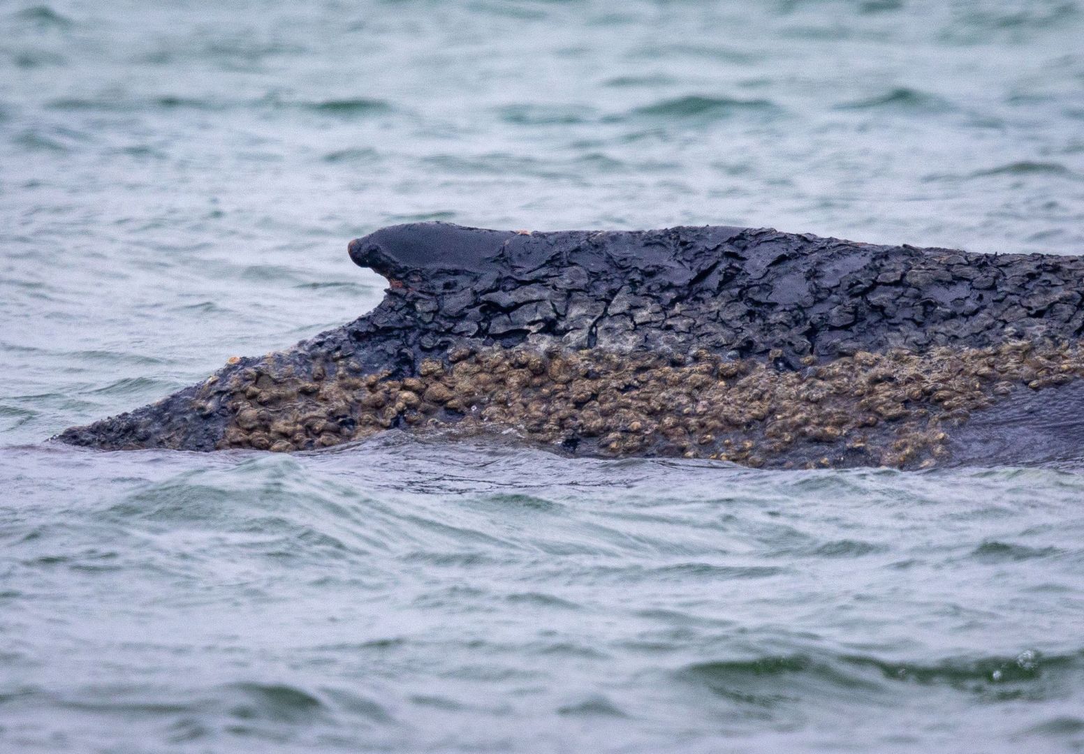 Wal an der Ostseeküste gestrandet