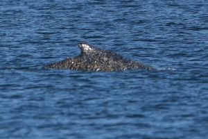 Wal an der Ostseeküste wieder frei
