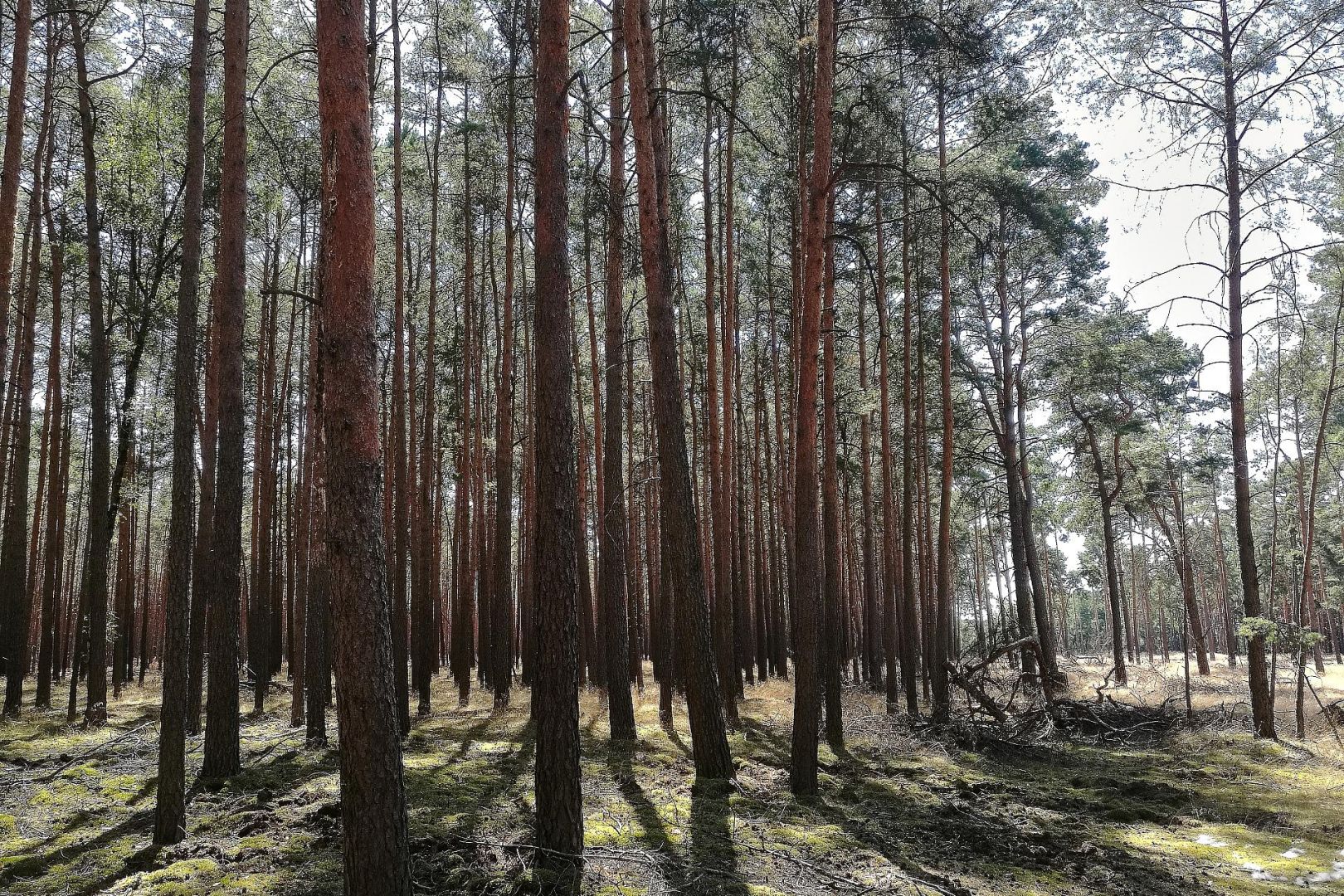 Wald (Archiv)