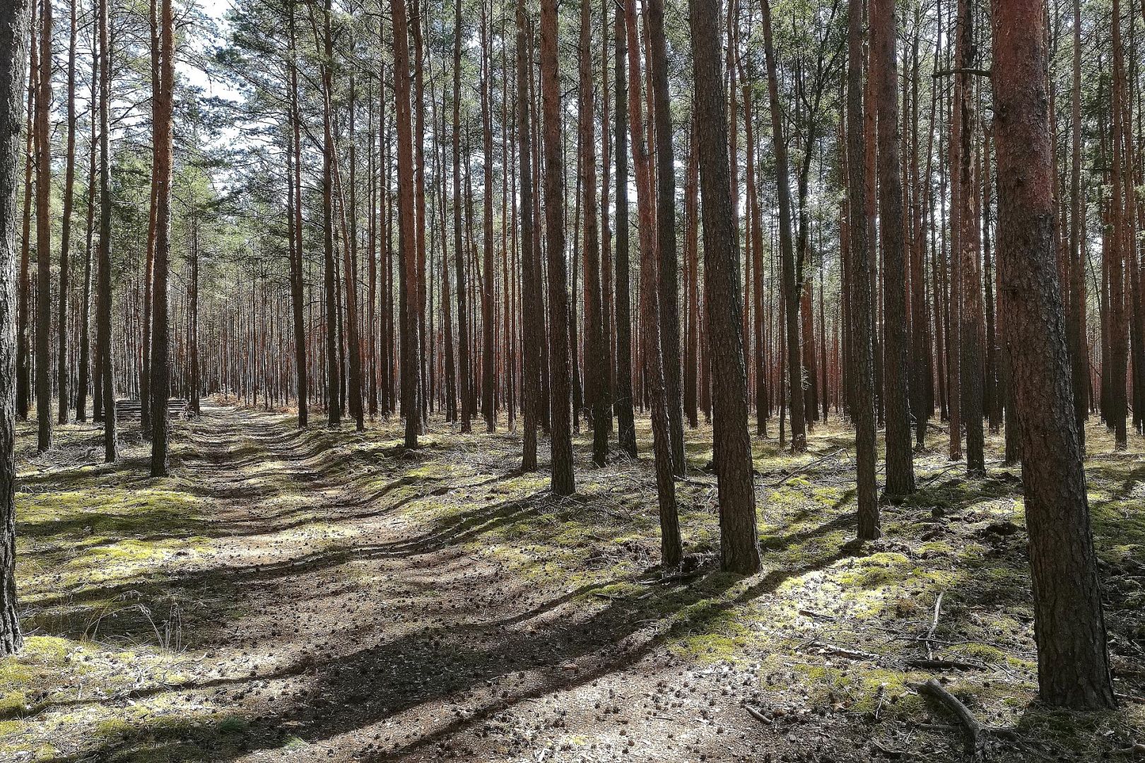 Wald (Archiv)
