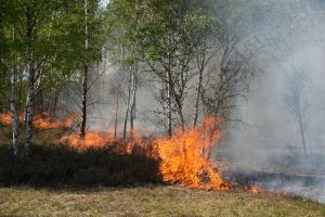 Waldbrand auf munitionsbelastetem Gelände bei Jüterbog