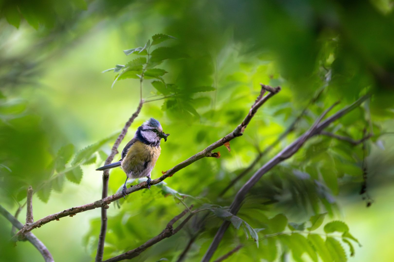 Waldtage im Ahlenmoor – Plätze sichern