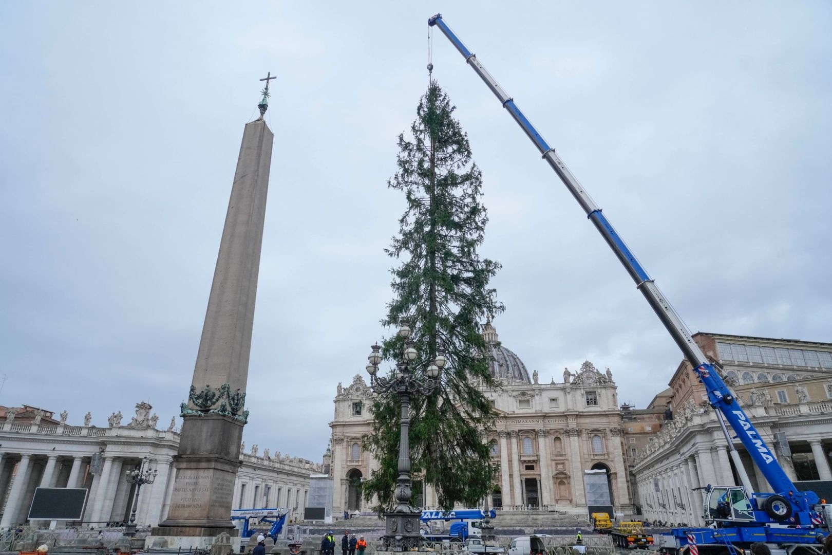 Weihnachtsbaum im Vatikan