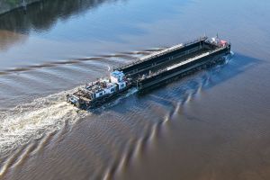 Weitere Entwicklung zum Buckelwal in der Ostsee