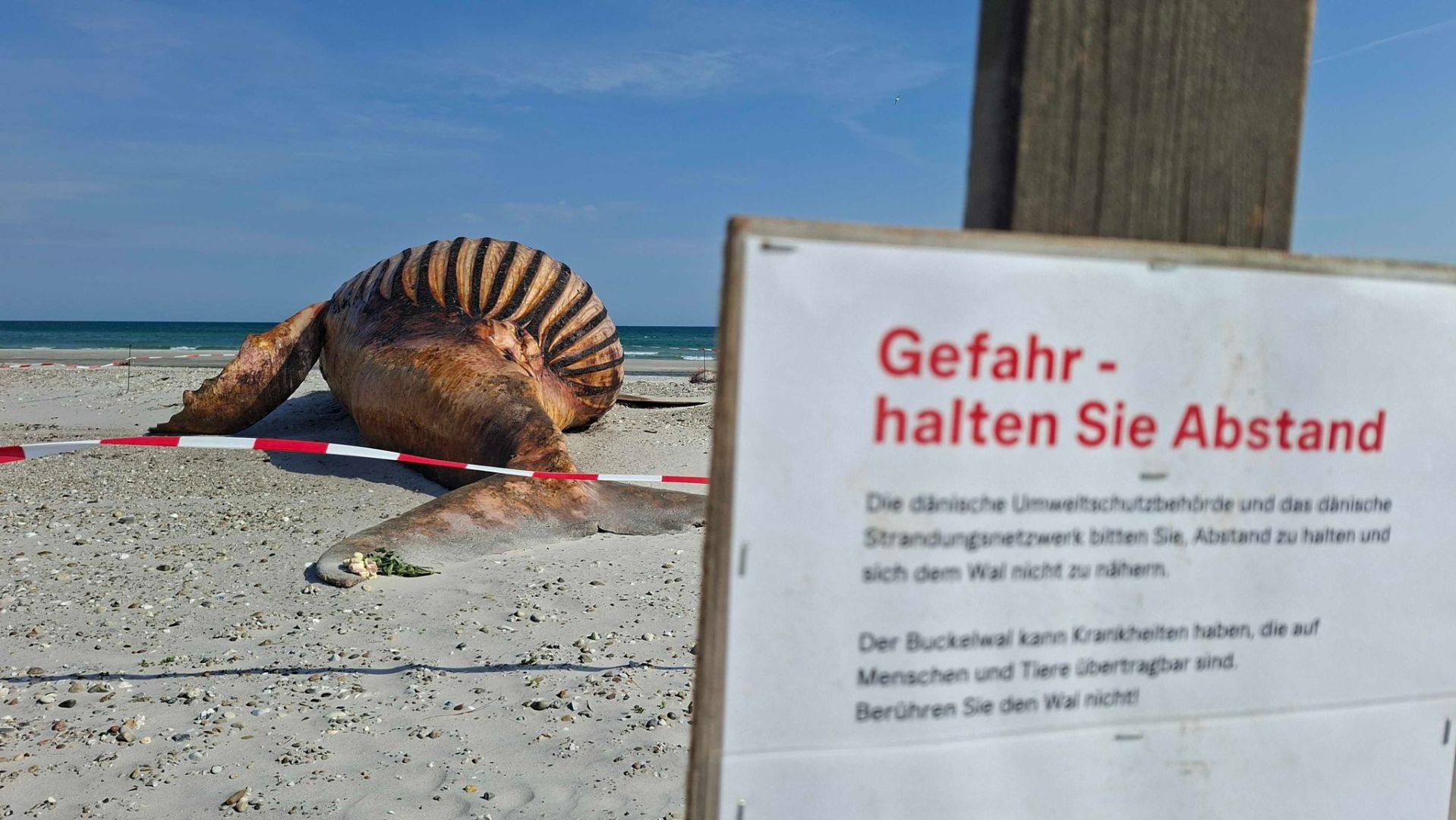 Weitere Entwicklung zum Buckelwal in der Ostsee