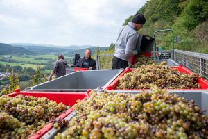 Wetter, Kosten, Krise: Ist der deutsche Weinbau am Ende?