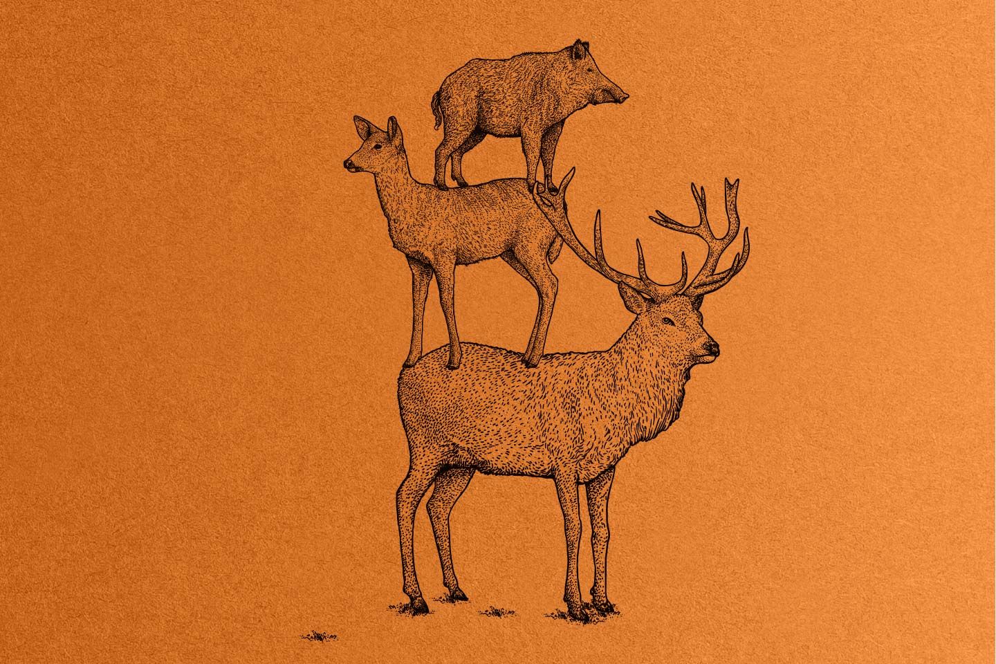 WildeWochen am Westlichen Bodensee