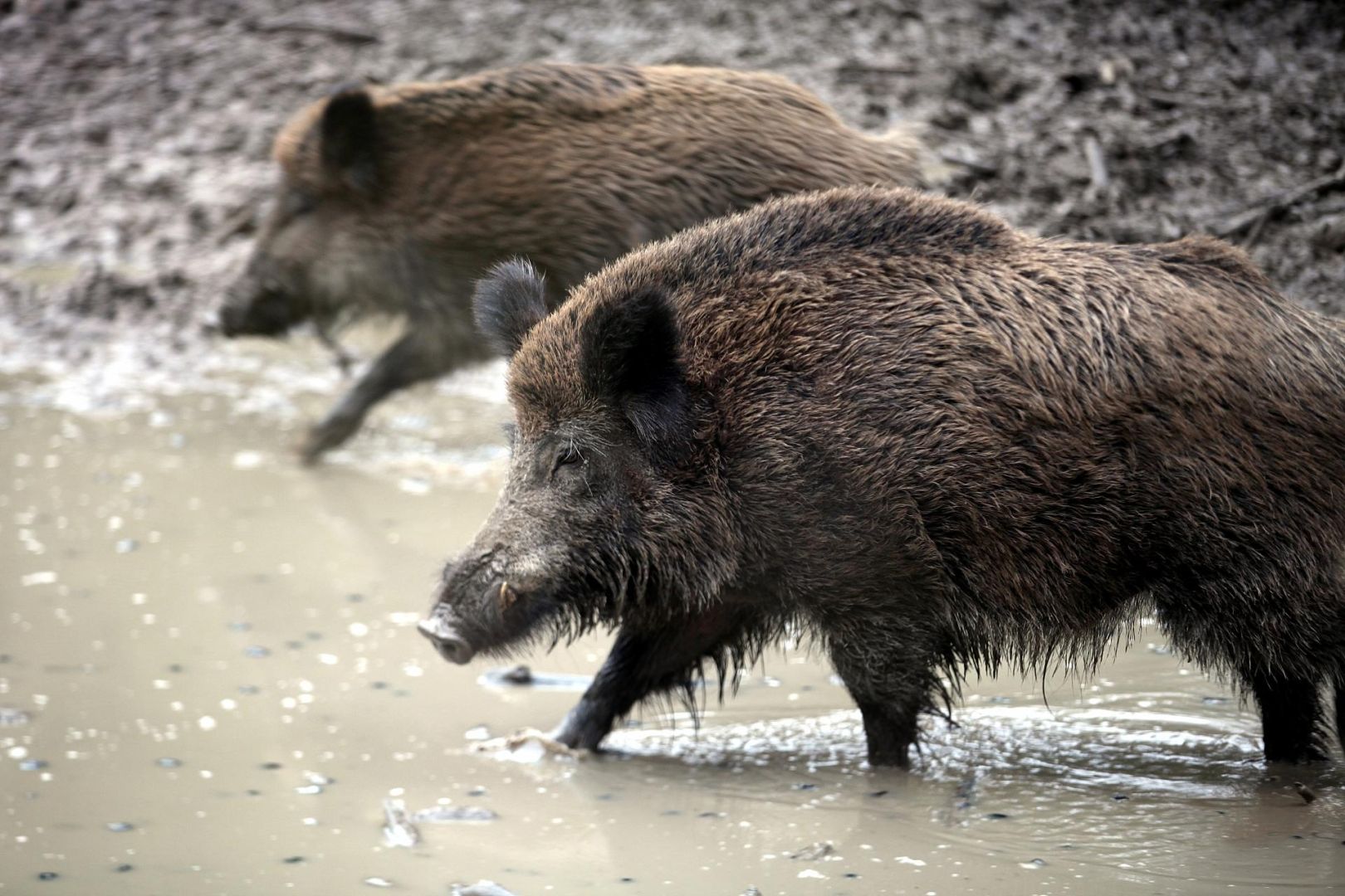 Wildschwein (Archiv)