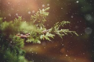 winter, plant, branch, tree, nature, snowflakes, advent, christmas time, christmasbackground, happychristmas, christmas wallpaper, winter, winter, winter, winter, winter, advent