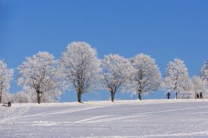 winter, trees, snow