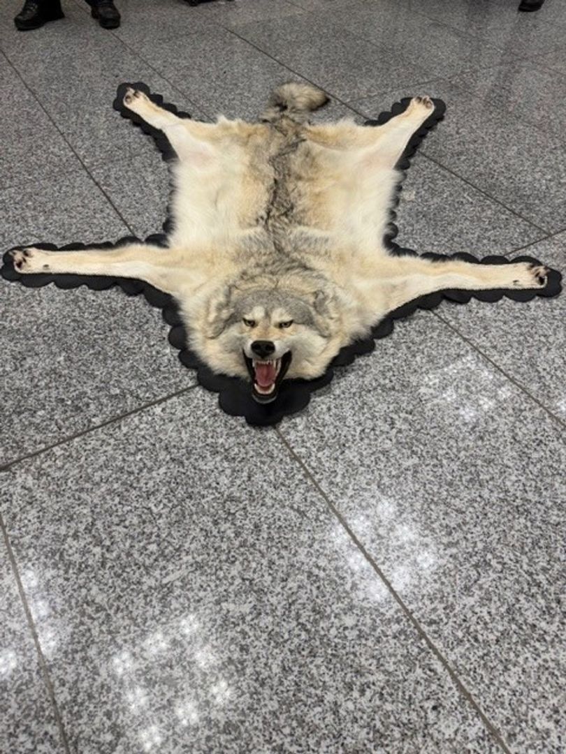 Zoll findet Wolfspelz im Koffer