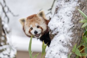 Zwei Rote Pandas bei Schnee aus Gehege ausgebüxt