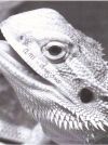 dragon-72