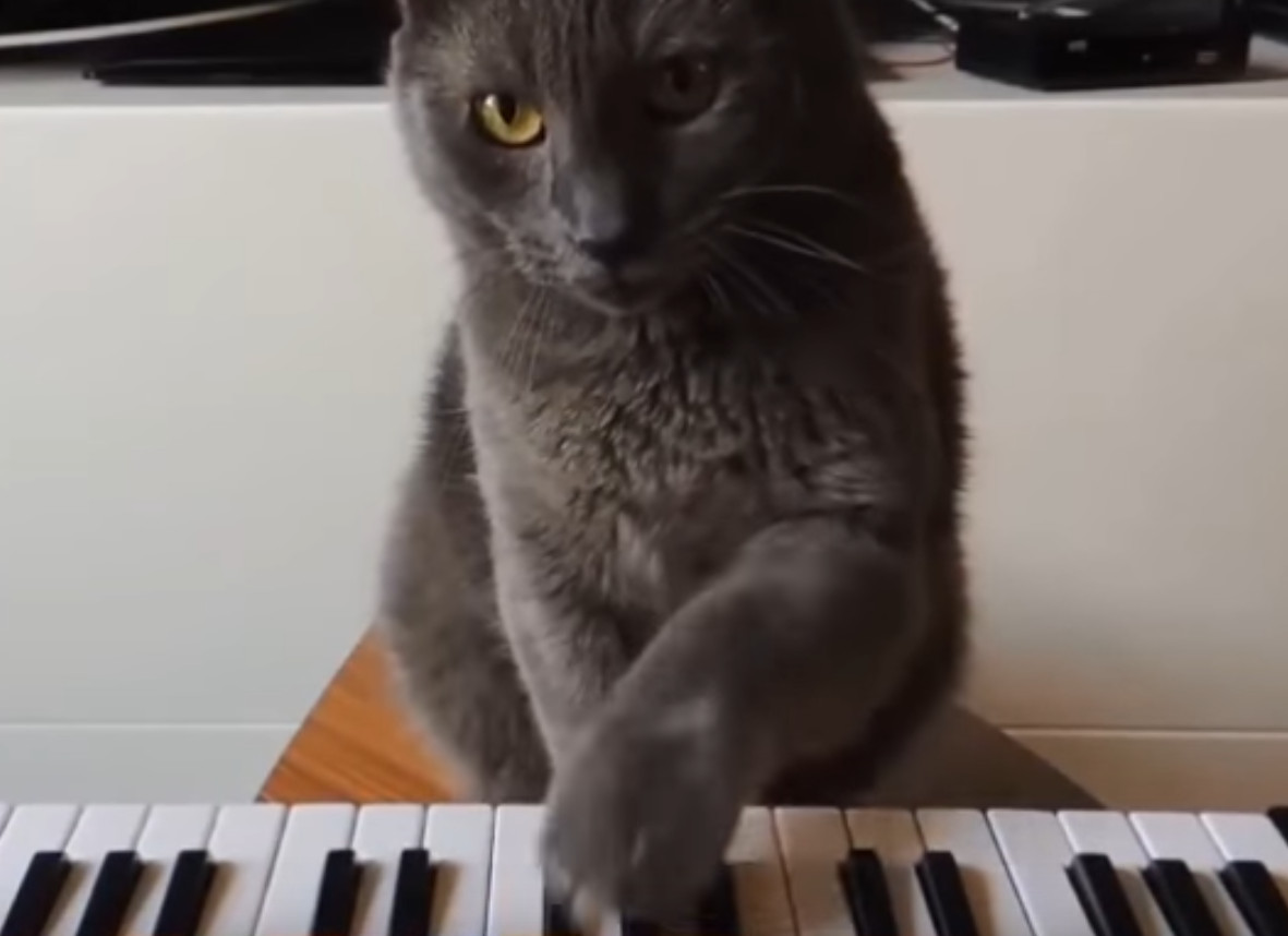 „Herrchen will seiner Katze mit ein paar einfachen Übungen das ...
