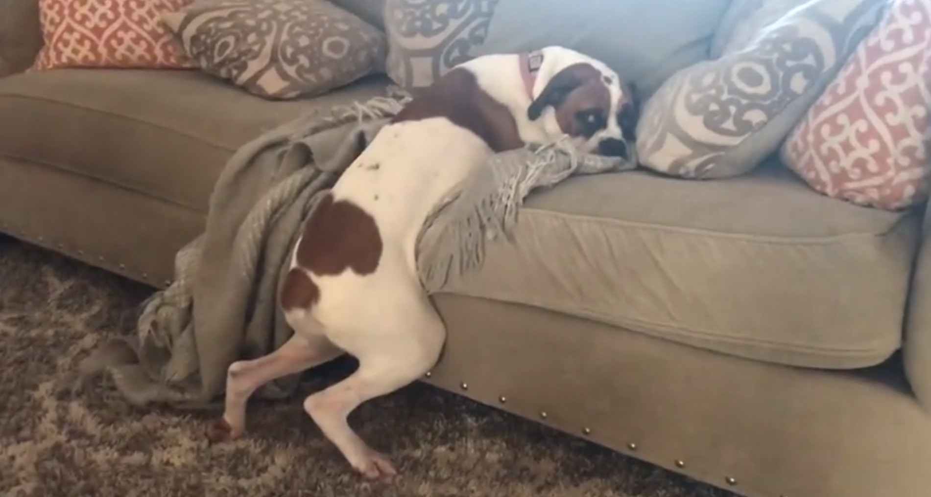 Собака лежит на диване
