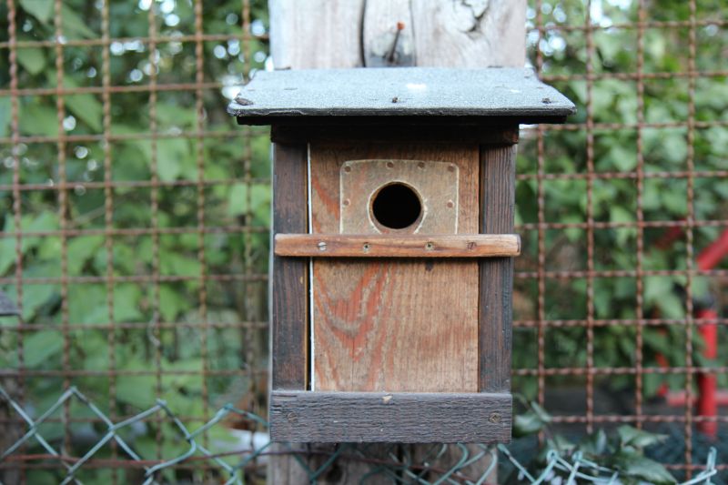Naturschutz im Garten Jetzt Nistkästen für heimische Vögel und