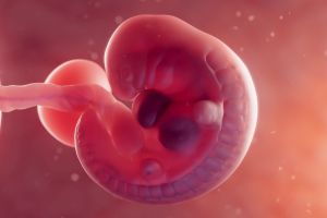 30 Jahre auf Eis – Wie ein Embryo aus den 90ern jetzt Geschichte schreibt