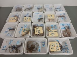 32 tote Geckos gefunden