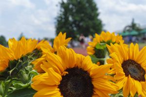 5. Sonnenblumenlauf in Dresden