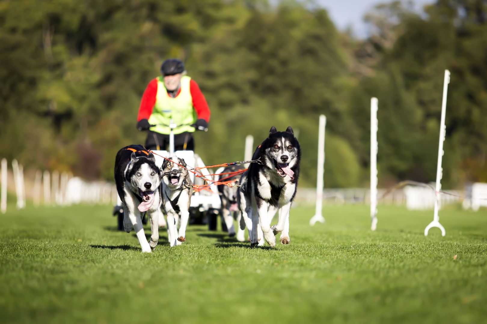 6. Harzer Luchstrail am 18. und 19. Oktober 2025 auf der Galopprennbahn Bad Harzburg