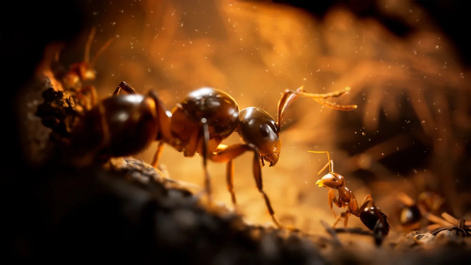 Empire of the Ants: Was 2025 für die Ameisen-Revolution bereithält