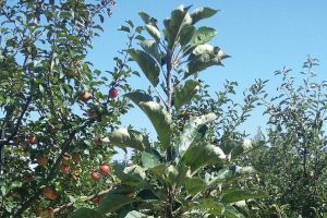 Achtung, Augen auf beim Obstbaum-Kauf