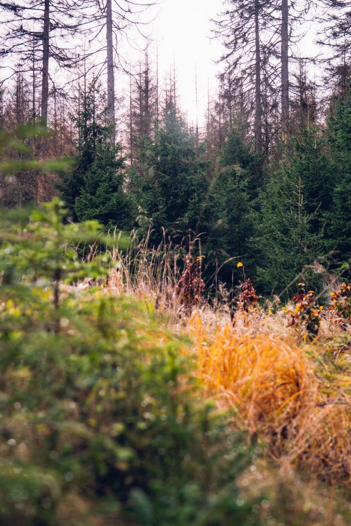 Afterwork-Wanderung „Hallo Herbst!“