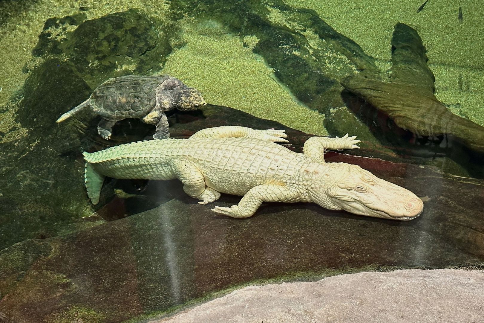 Albino-Alligator Claude gestorben