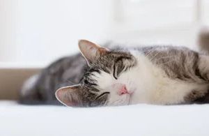 Allergien bei Katzen: Symptome erkennen & richtig handeln