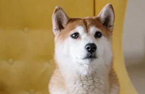 Allergien beim Hund erkennen: Symptome verstehen und gezielt behandeln